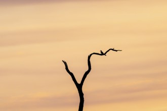 Bird sitting on branch, sunset over savuti, Chobe National Park, Botswana