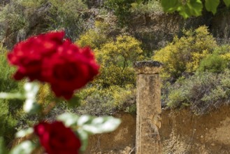 Red roses in the foreground, an ancient column and yellow bushes form a natural scene, Ancient