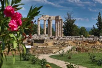Ancient temple ruins with blooming plants in the foreground under a clear blue sky, Ancient
