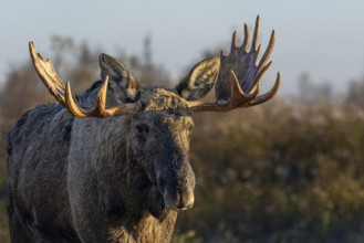 Portrait of bull moose (Alces alces), moose shovel, Denmark