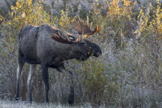 After a cold night with hoarfrost, the first rays of sunshine hit the antlers of bull elks (Alces