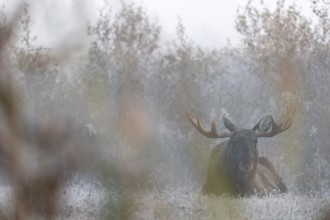 After a cold night with hoarfrost, the first rays of sun hit the antlers of bull elks (Alces