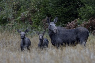 Elk cow (Alces alces) with calves in an oat field, dam, boy rearing, Sweden