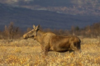 An elk cow (Alces alces) wanders through a swamp area in the light of the evening sun, Norway