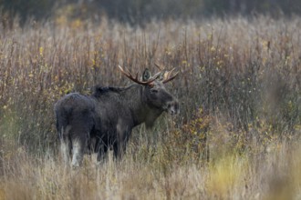Bull elk (Alces alces) in a large swamp area, Denmark