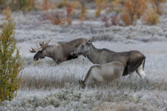 While elk cow (Alces alces) and bull elk communicate with each other, the calf takes no notice of