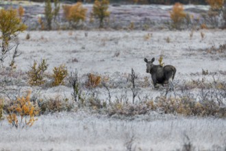 Elk cow (Alces alces) in a swamp area, hoarfrost, Norway