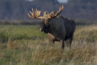 A bull elk (Alces alces) looking for food after the end of the rutting season, elk shovel, Denmark