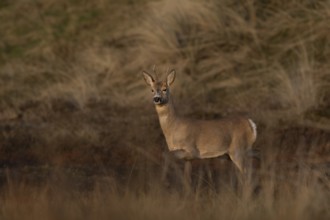 In the last light of the evening sun, the roebuck (Capreolus capreolus) becomes aware of another