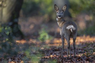 A trick (Capreolus capreolus) in Winterfell, deer, curiosity, Germany