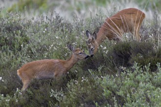 Suddenly a buttonbuck appears and immediately looks for proximity to the roebuck (Capreolus