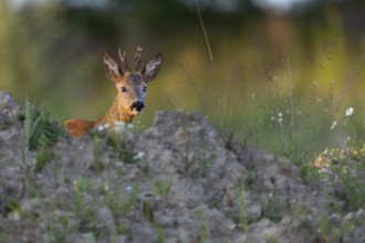 Roebuck (Capreolus capreolus) in the light of the evening sun, Germany