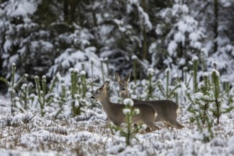 A trick (Capreolus capreolus) with fawn moves across a forest clearing in winter after being