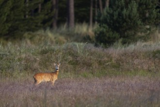 In the light of the morning sun, a roebuck (Capreolus capreolus) stands in a meadow, eyes, looks,