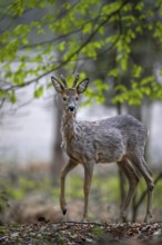 A young roebuck (Capreolus capreolus) with raffia horns in the spring forest, eyes, looks, Germany
