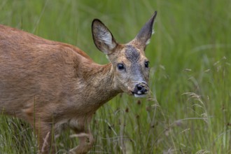 A trick (Capreolus capreolus) sniffs with interest at a blade of grass, deer, curiosity, portrait,