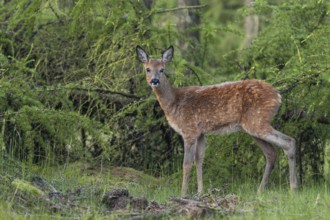 A young roebuck (Capreolus capreolus) in early summer larch forest, buttonbuck, fur change, spring