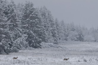 Two deer (Capreolus capreolus) move across a forest meadow in winter during snowfall, winter