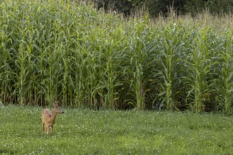 A roebuck (Capreolus capreolus) yearling branches in front of a corn field, Germany