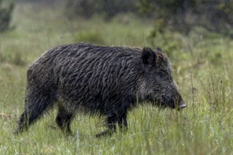 In torrential rain, a wild boar defector boar (Sus scrofa) searches for food on a forest path, rain