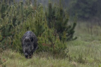 In torrential rain, a wild boar defector boar (Sus scrofa) searches for food on a forest path, rain