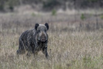 Wild boar boar (Sus scrofa) moves across a forest meadow, alert, eyeing, eye contact, Denmark