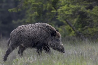 Wild boar stream (Sus scrofa) crosses a forest meadow, Denmark