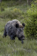 The wild boar boar (Sus scrofa) wanders purposefully across a large heather area, Denmark