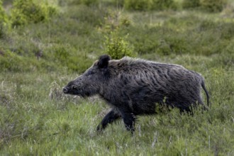 With its head held high, the boar boar (Sus scrofa) passes by me, Denmark