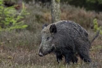 Wild boars (Sus scrofa) must also ease themselves, taking a curved posture, stream, loosen, Denmark