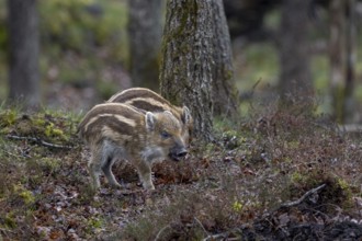 Wild boar cubs (Sus scrofa) looking for food, rearing boys, Denmark