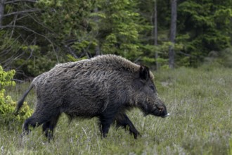 Wild boar boars (sus scrofa) are an impressive phenomenon, Denmark