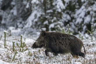 Wild boar stream (Sus scrofa) crosses a snow-covered, heather covered clearing in the forest,