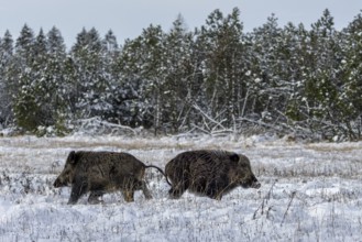 Wild boar boar (Sus scrofa) during mating season, looking for streams in a winter landscape,