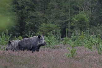 Two wild boar streams (Sus scrofa) stand carefully between withered broom heath, alert, eyes,