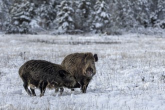 Wild boar boar (Sus scrofa) during mating season, meets a stream in a wintry landscape, fight,