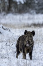 Wild boar boar (Sus scrofa) during mating season, looking for streams in winter landscape,