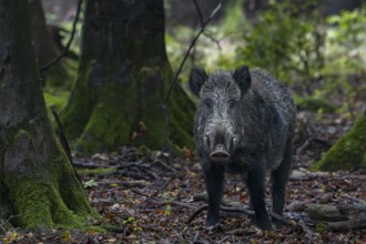 Wild boar boar (Sus scrofa) looking for beechnuts, alert, eyes, eye contact, Denmark
