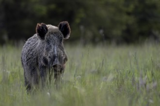 Wild boar boar (Sus scrofa) in a forest meadow, alert, eyeing, eye contact, Denmark