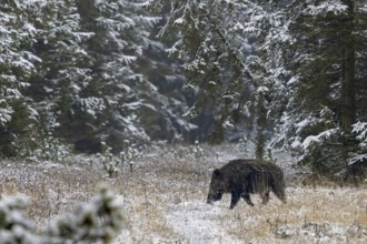 Wild boar boar (Sus scrofa) during mating season, looking for streams in winter landscape,