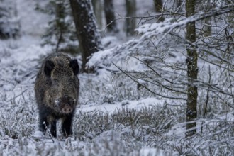 Wild boar boar (Sus scrofa) during mating season, looking for streams in winter landscape,