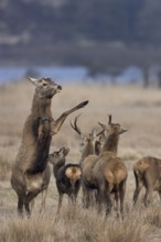 The right standing red deer (Cervus elaphus) avoids conflict with the contentious neighbour,