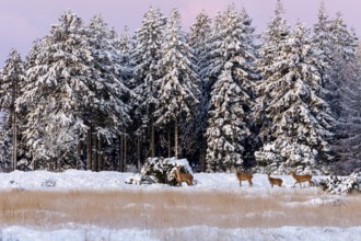 A fairytale winter landscape with rotted animals (Cervus elaphus) and calves, winter, snow, Denmark
