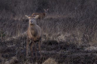 A few weeks ago, this red deer (Cervus elaphus) shed its antlers, the two semicircular dents on the