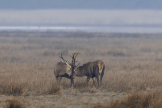 Two red deer (Cervus elaphus) playfully fight in the morning fog in a meadow, repeatedly