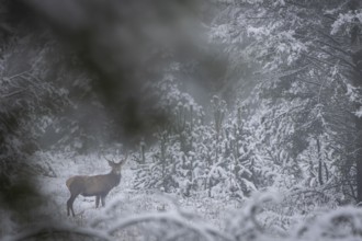 In fresh snow, the Rothisch (Cervus elaphus) stands securely in a forest clearing, winter, snow,