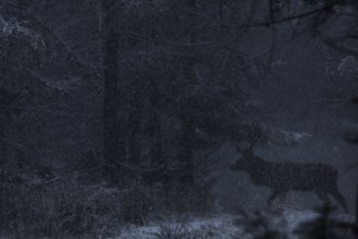 Like a shadow, the red deer (Cervus elaphus) moves silently across a forest path in the snow,