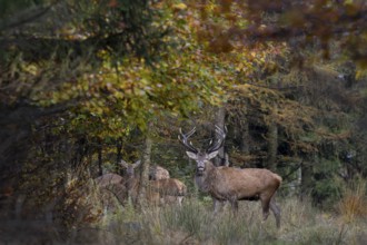 The red deer (Cervus elaphus) stands pleadingly behind the pack, perhaps a female has become ready