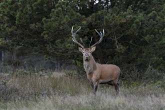An exciting encounter for the red deer (Cervus elaphus) and me, the look of my counterpart is hard