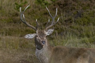 This red deer (Cervus elaphus) must have had a mishap as a calf, or perhaps during a playful fight,